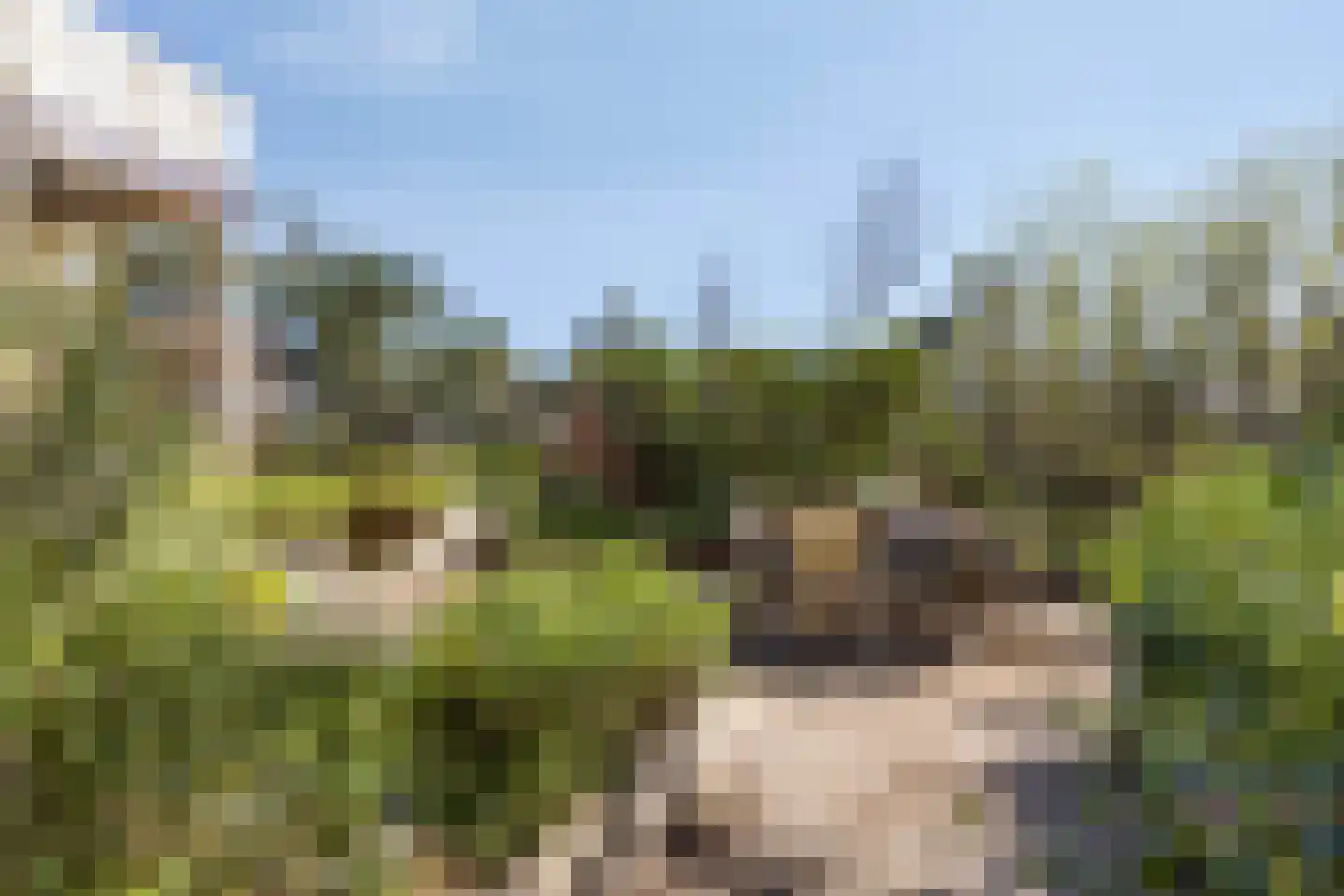 Dennenlaan 11 Egmond aan Zee thumbnail 42