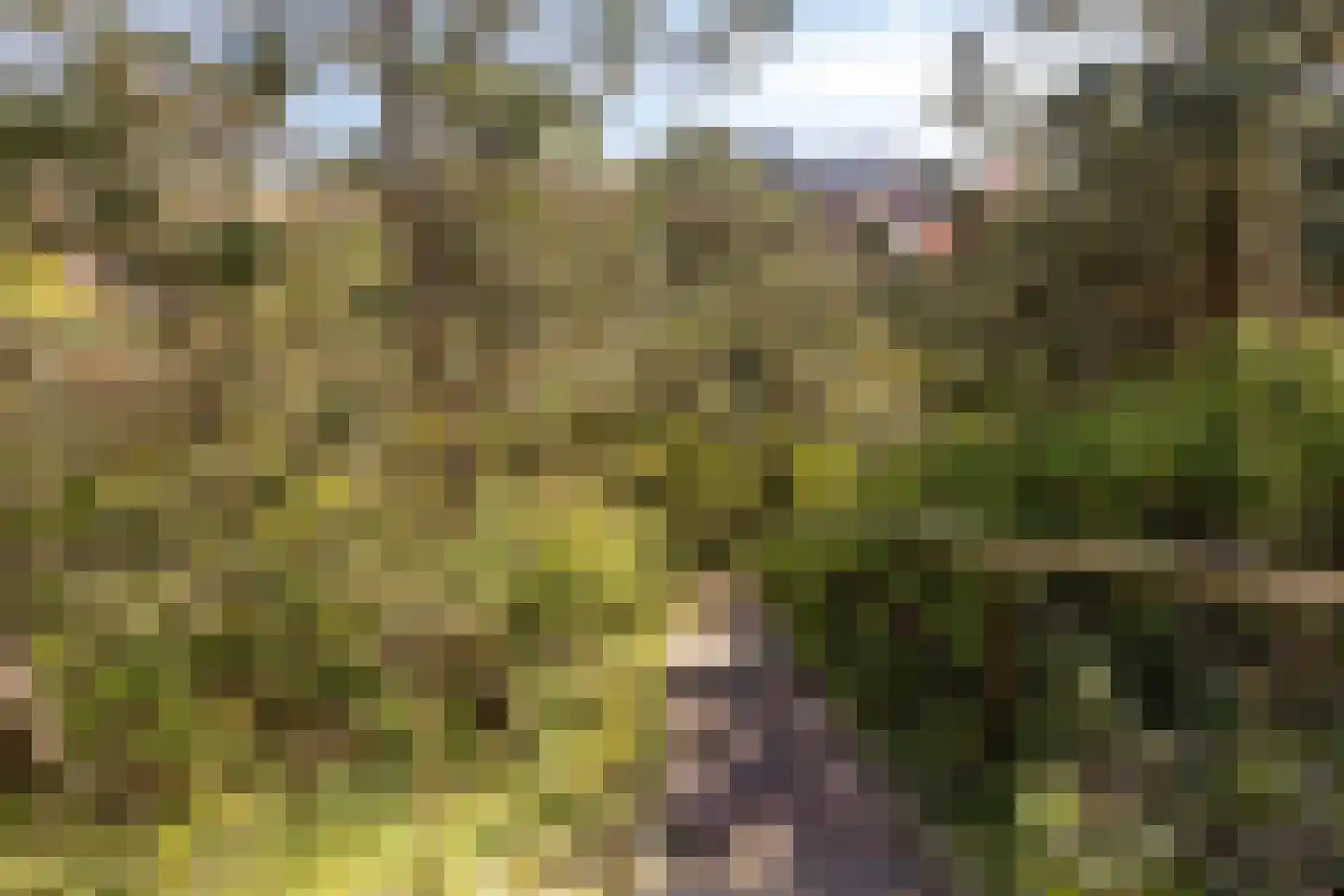 Dennenlaan 11 Egmond aan Zee thumbnail 46