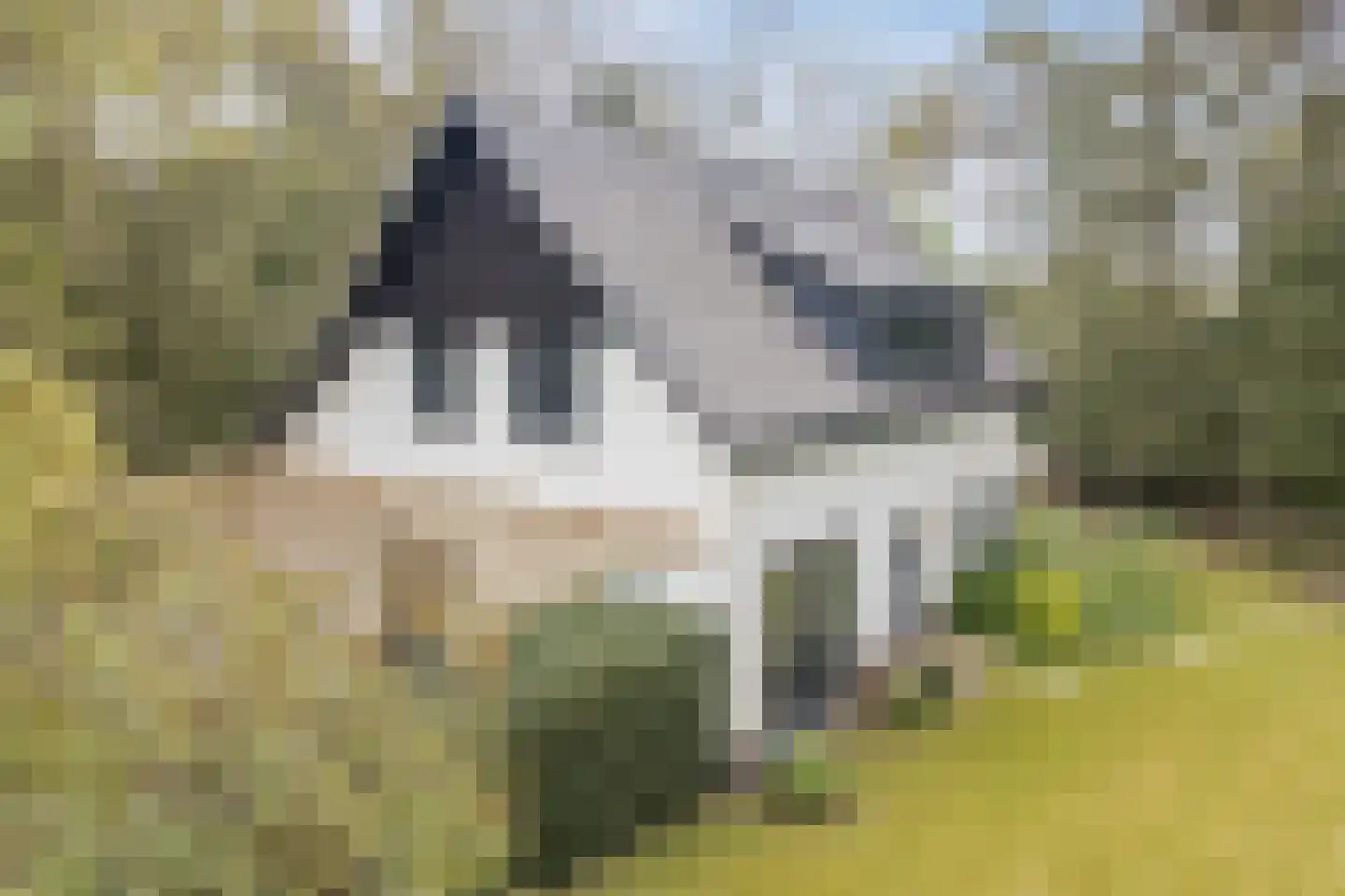 Dennenlaan 12 Hoogerheide thumbnail 110