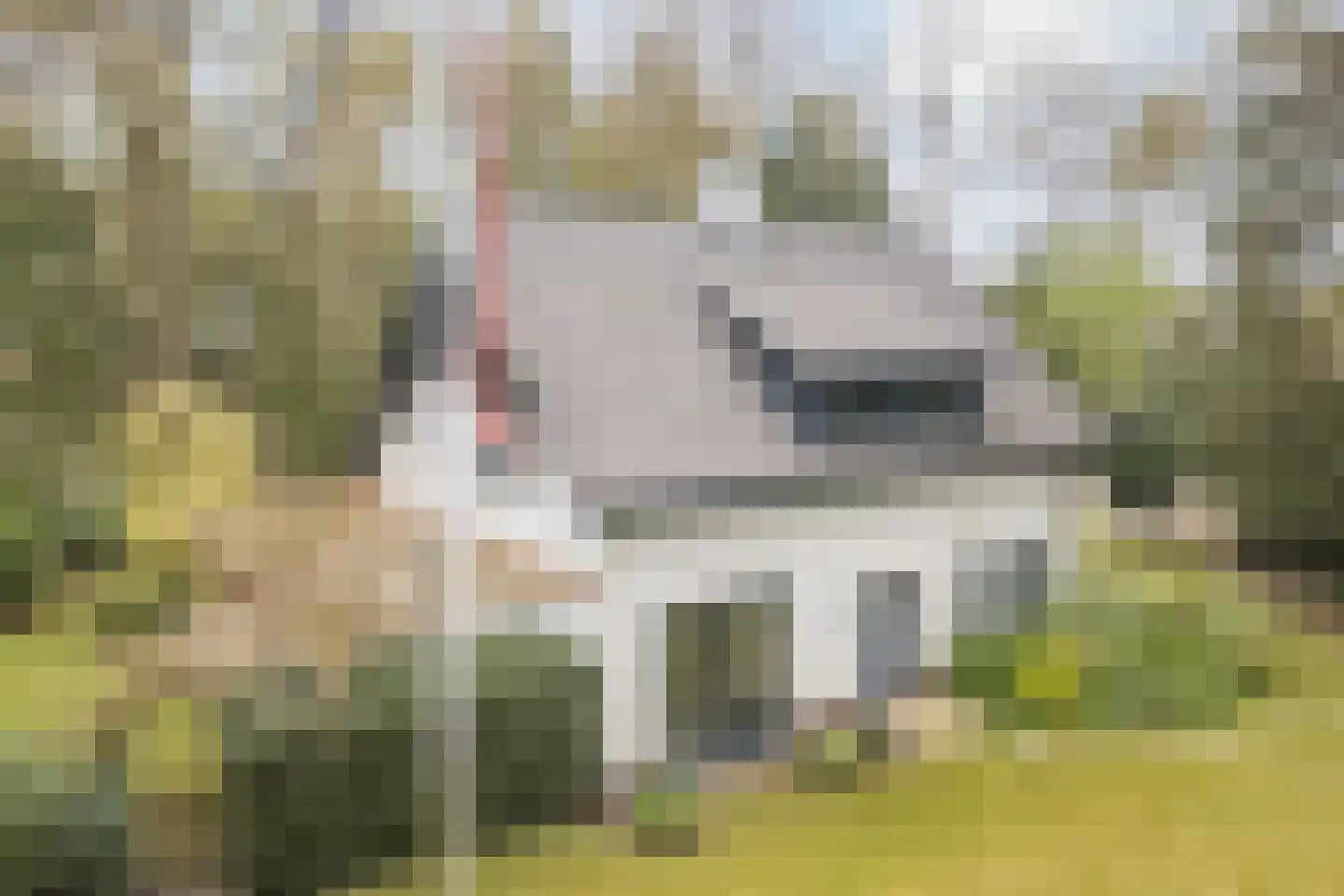 Dennenlaan 12 Hoogerheide thumbnail 111