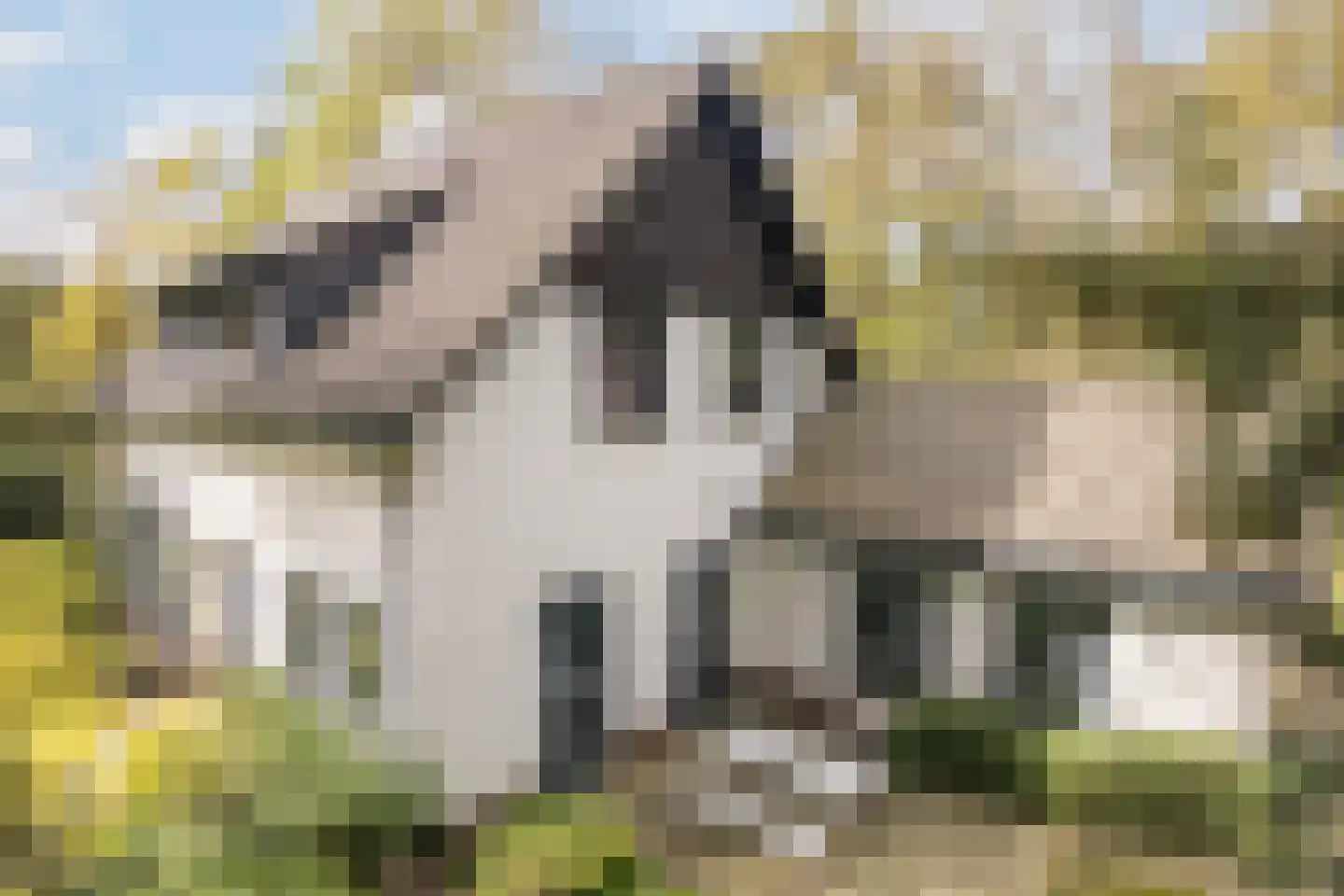 Dennenlaan 12 Hoogerheide thumbnail 114