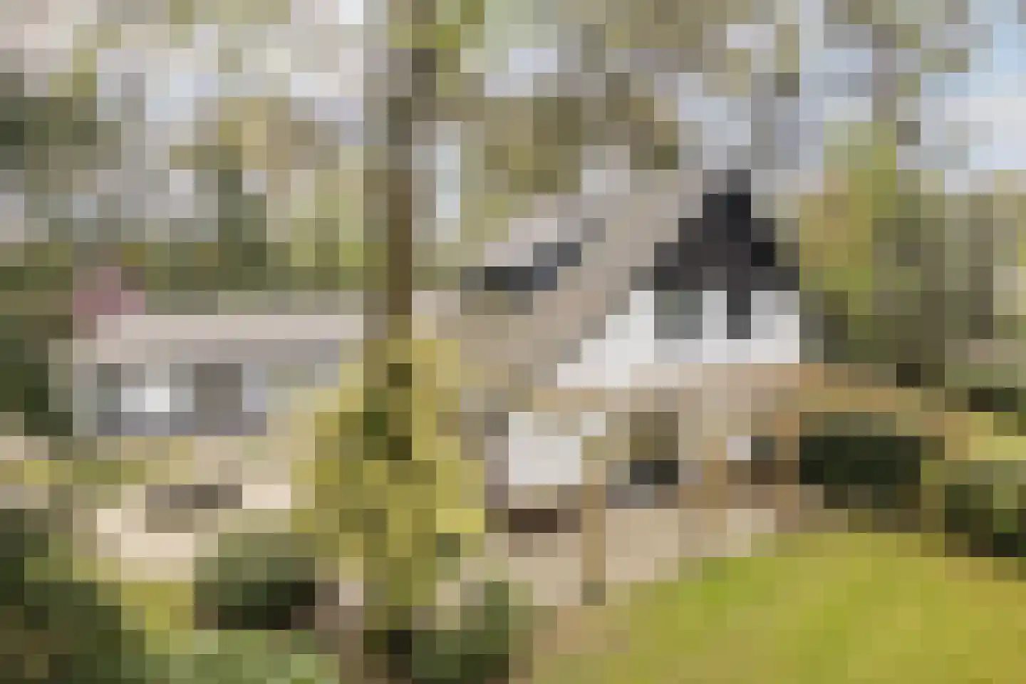 Dennenlaan 12 Hoogerheide thumbnail 117