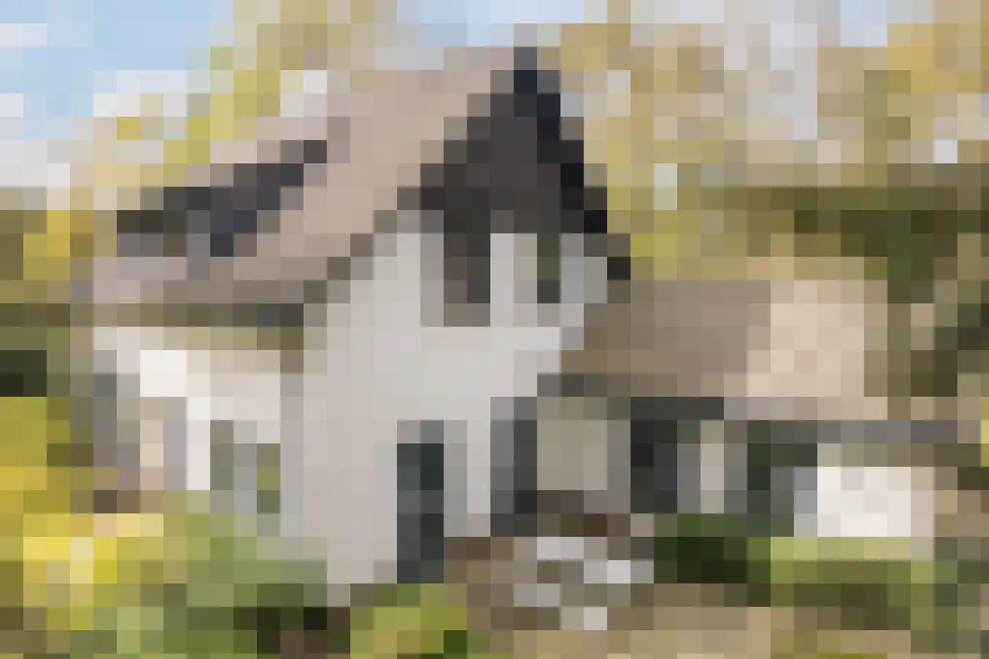 Dennenlaan 12 Hoogerheide thumbnail 120