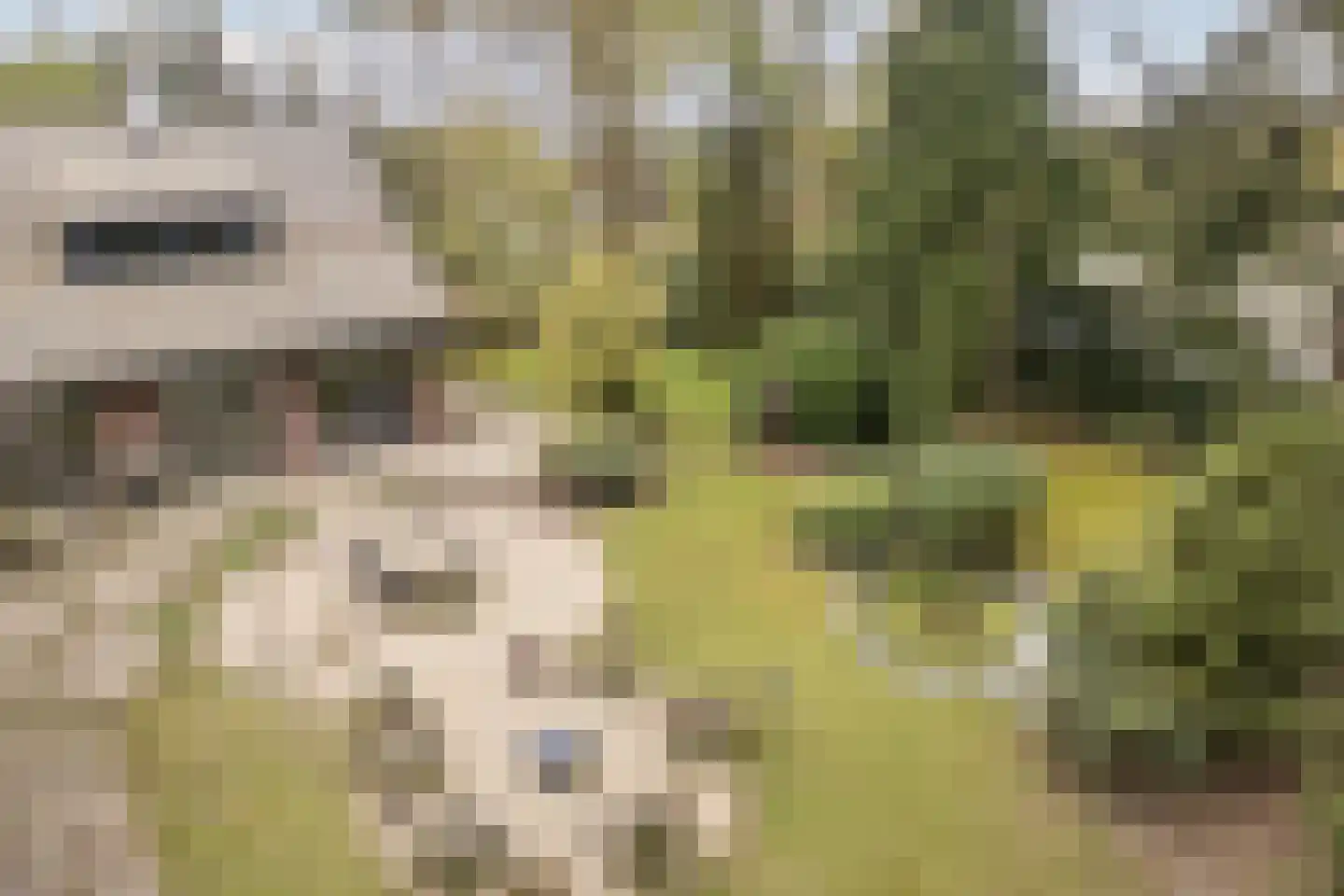 Dennenlaan 12 Hoogerheide thumbnail 120