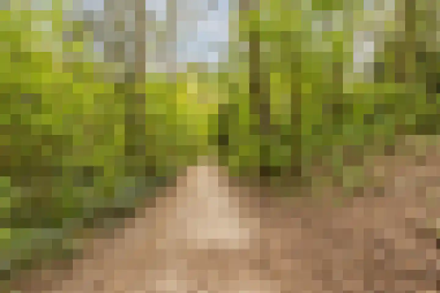 Dennenlaan 12 Hoogerheide thumbnail 123