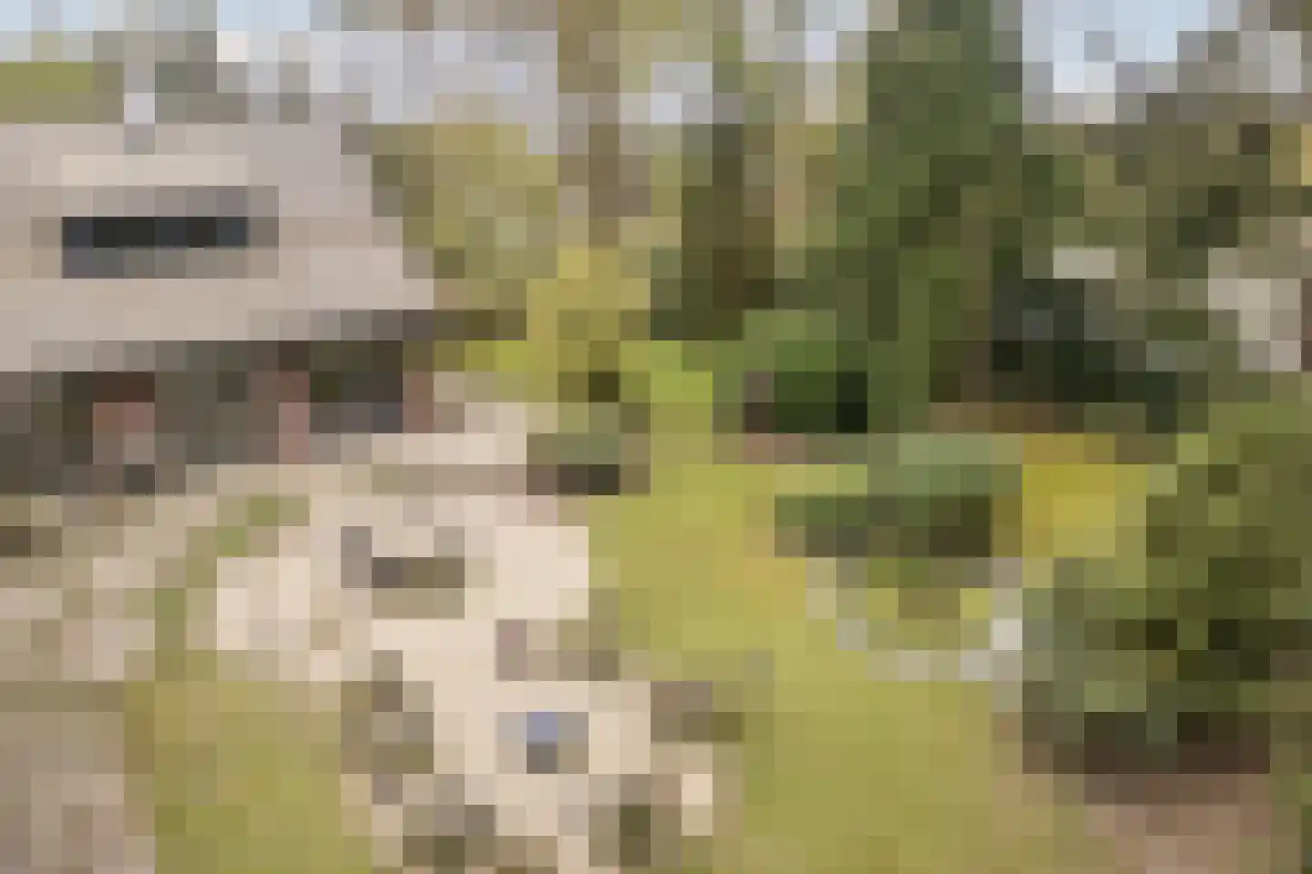 Dennenlaan 12 Hoogerheide thumbnail 126