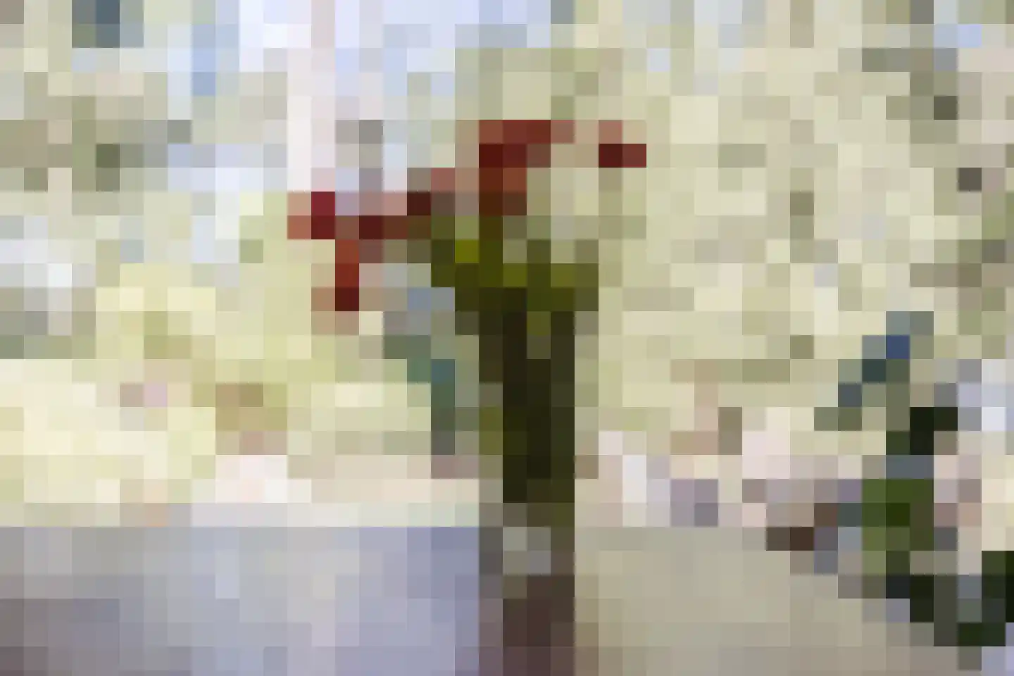 Dennenlaan 12 Hoogerheide thumbnail 28