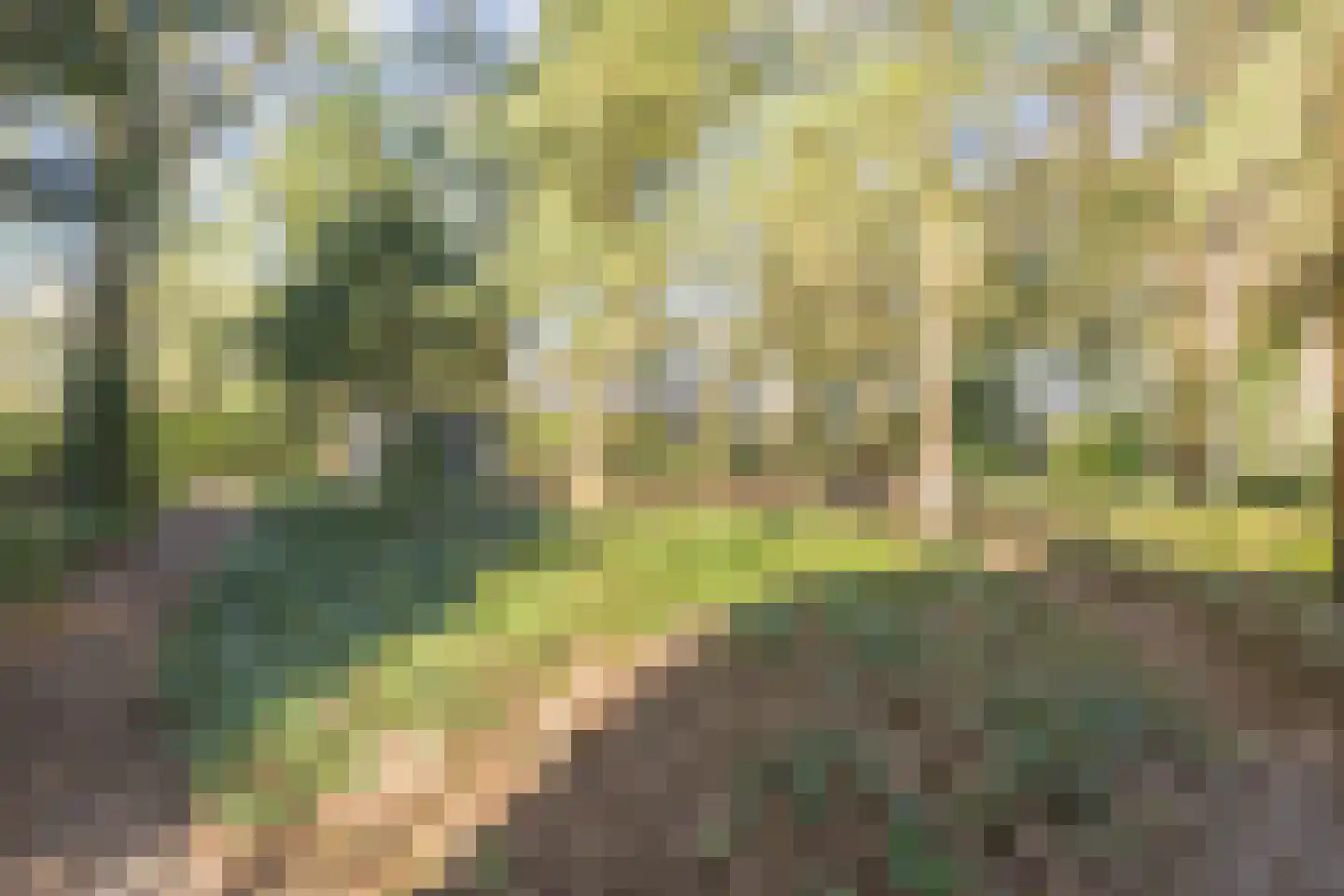 Dennenlaan 12 Hoogerheide thumbnail 83