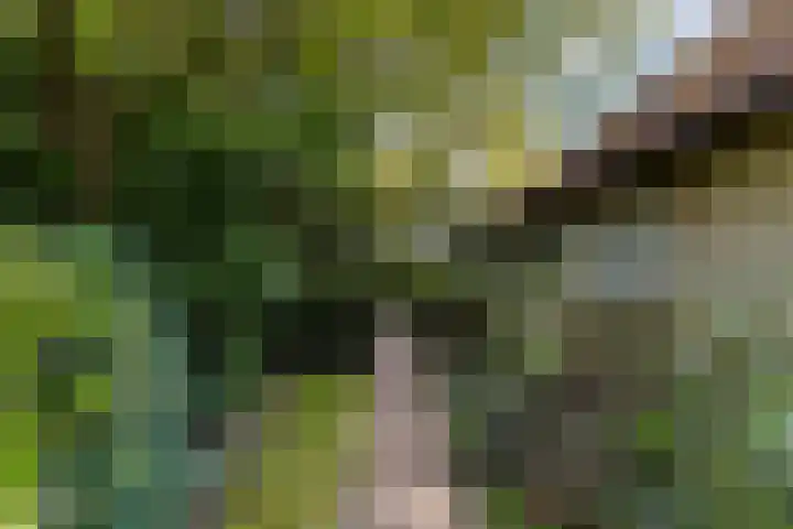 Dennenlaan 2 Sint-Michielsgestel thumbnail 64