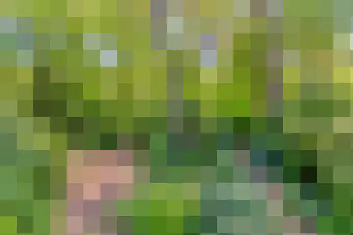 Dennenlaan 2 Zeegse thumbnail 39