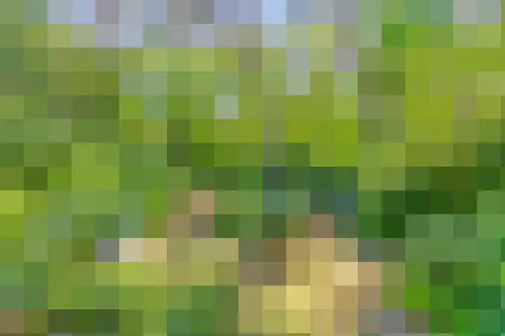 Dennenlaan 2 Zeegse thumbnail 4