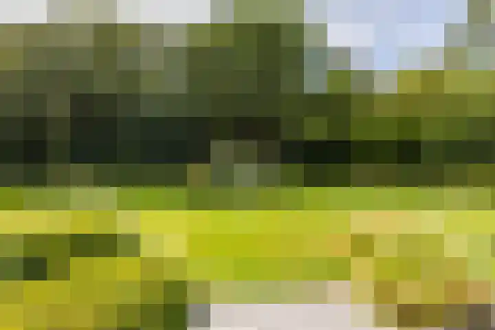 Dennenlaan 3 Zuidlaren thumbnail 4