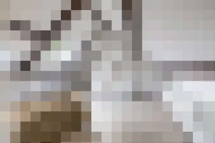 Dennenlaan 3 Zuidlaren thumbnail 43