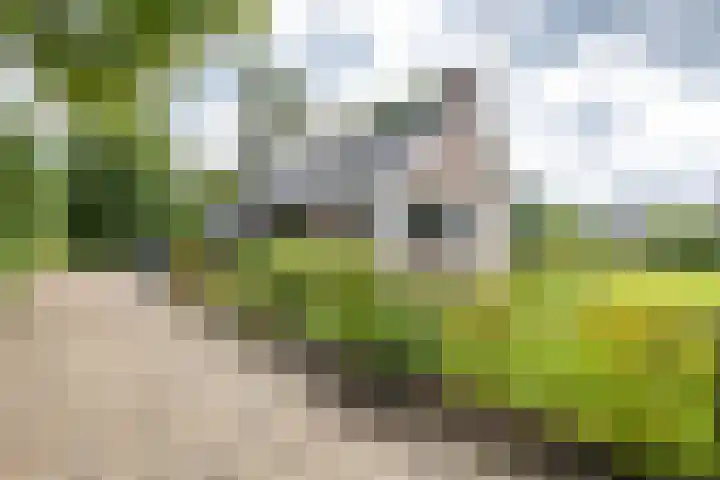 Dennenlaan 3 Zuidlaren thumbnail 5