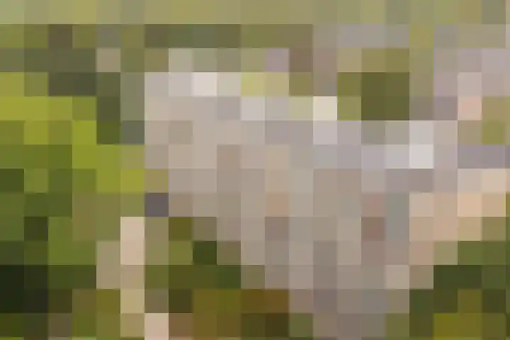 Dennenlaan 313 Ede thumbnail 30