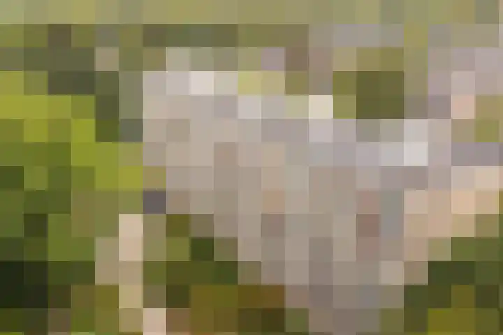 Dennenlaan 418 Ede thumbnail 43