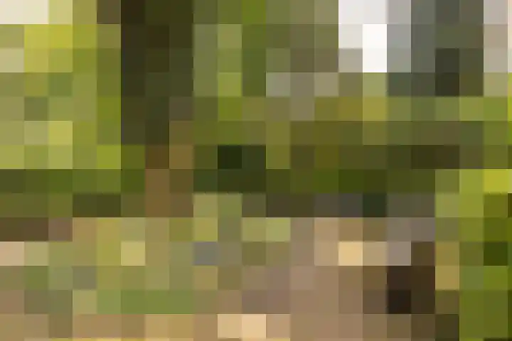 Dennenlaan 418 Ede thumbnail 44