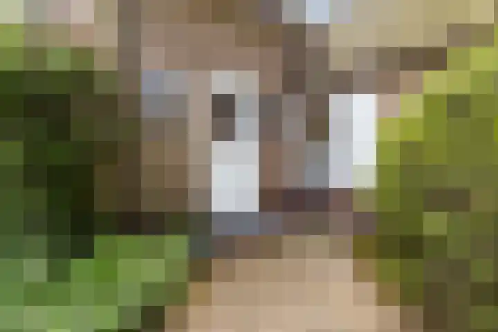Dennenlaan 7 Apeldoorn thumbnail 50