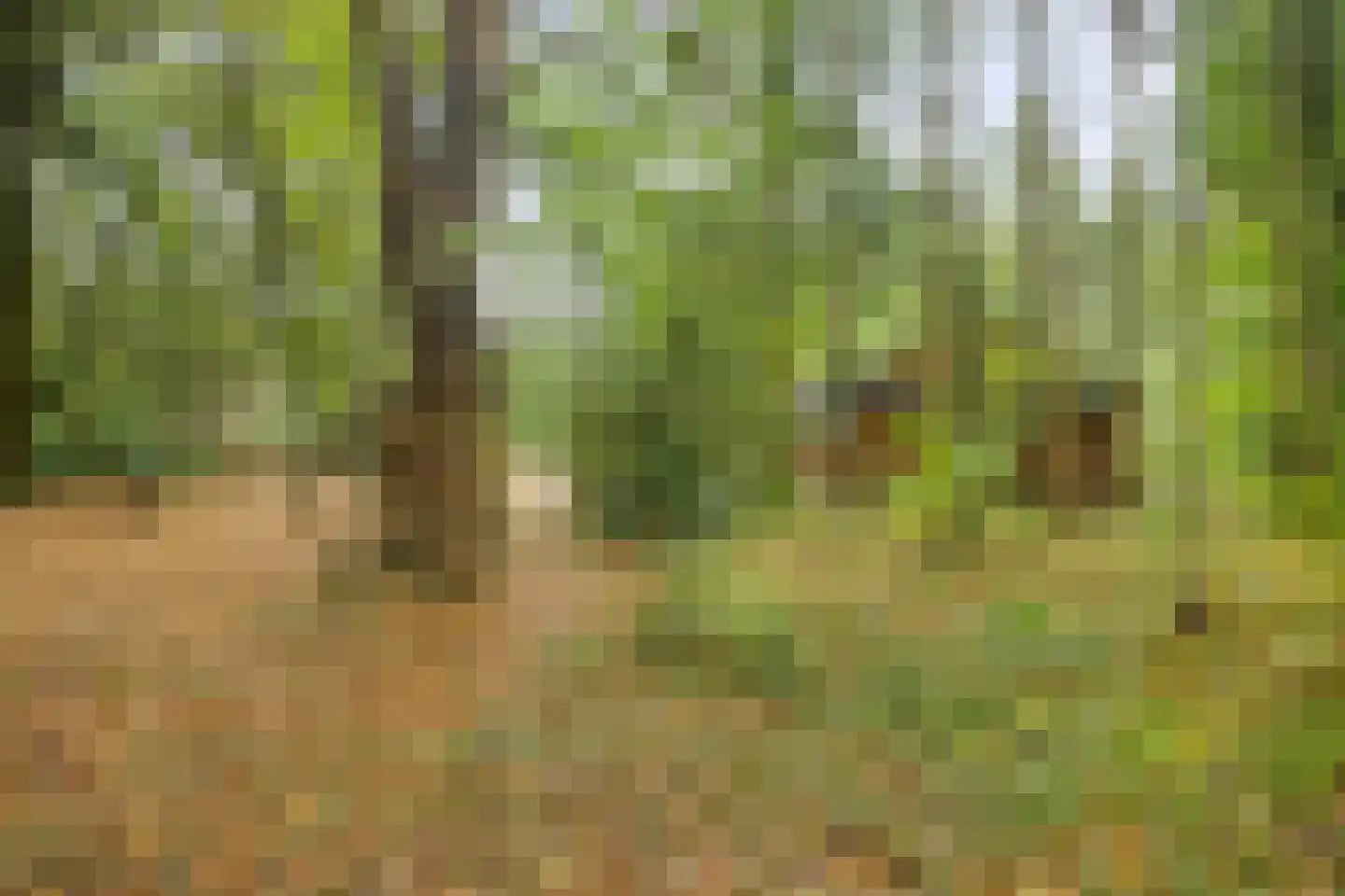 Dennenlaan 7 Epe thumbnail 50