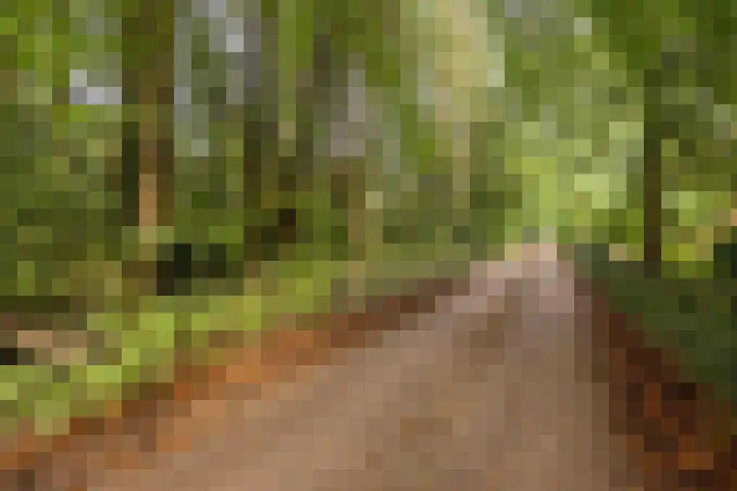 Dennenlaan 7 Epe thumbnail 53