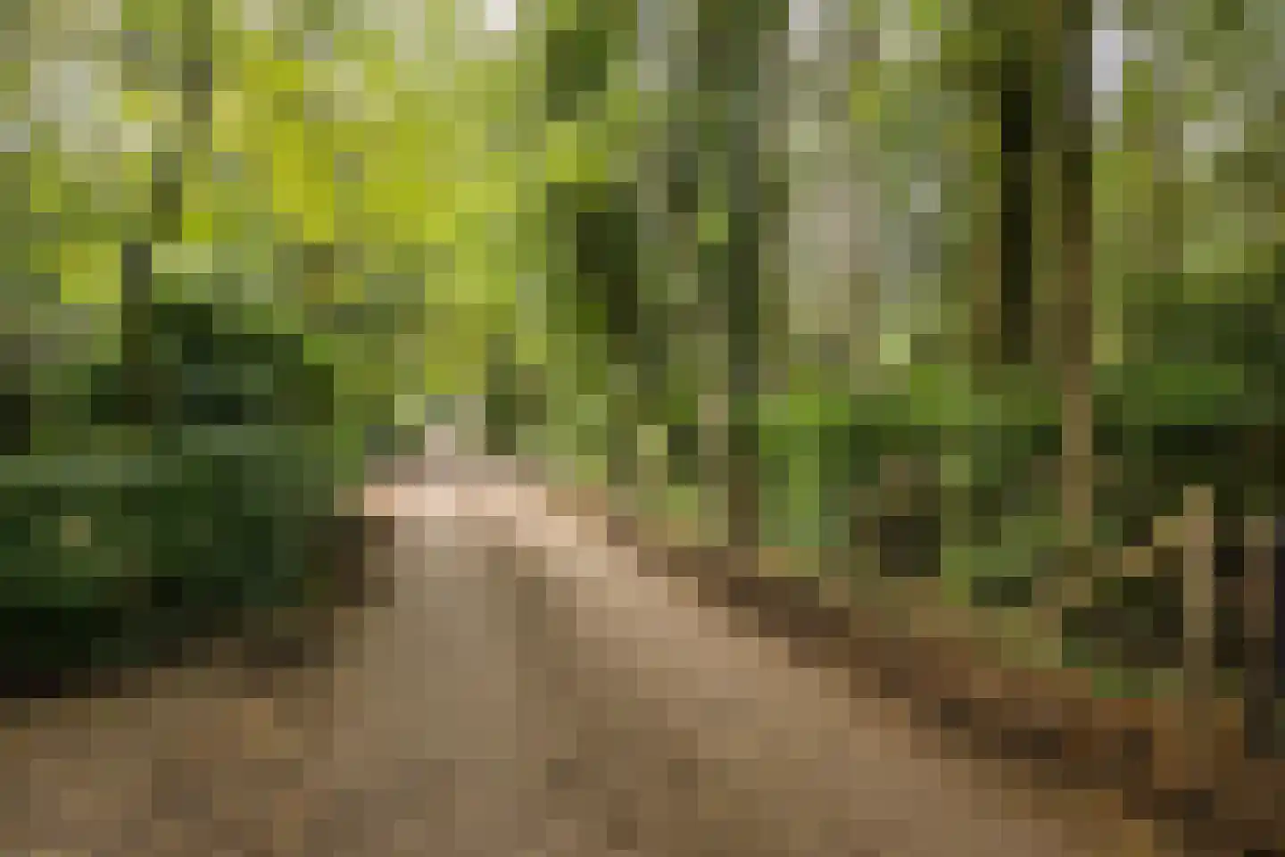 Dennenlaan 7 Epe thumbnail 54