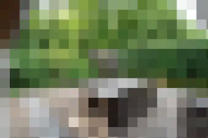 Dennenlaan 94 Rijssen thumbnail 42