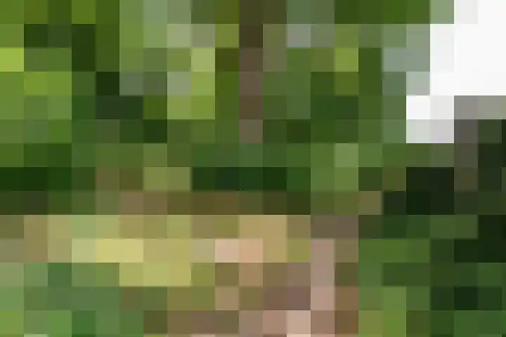 Dennenlaan 94 Rijssen thumbnail 43