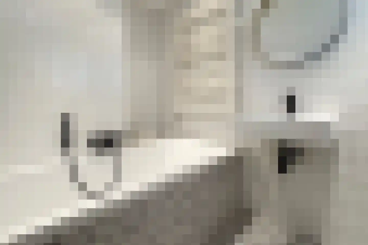 Dennenpad 1 Klundert thumbnail 64