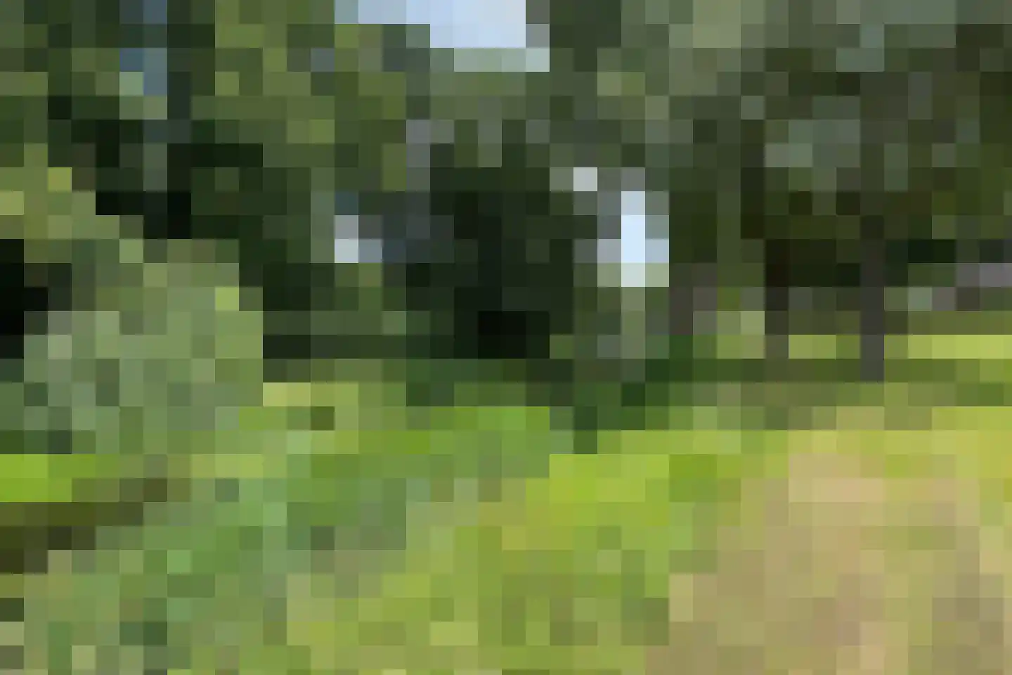 Dennenpad 1 Klundert thumbnail 84