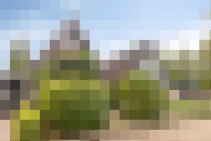 Dennenpad 10 Klundert thumbnail 31