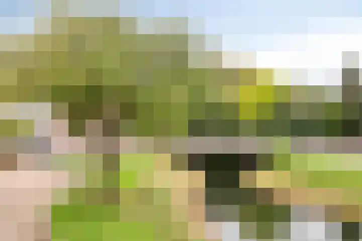 Dennenpad 10 Klundert thumbnail 33