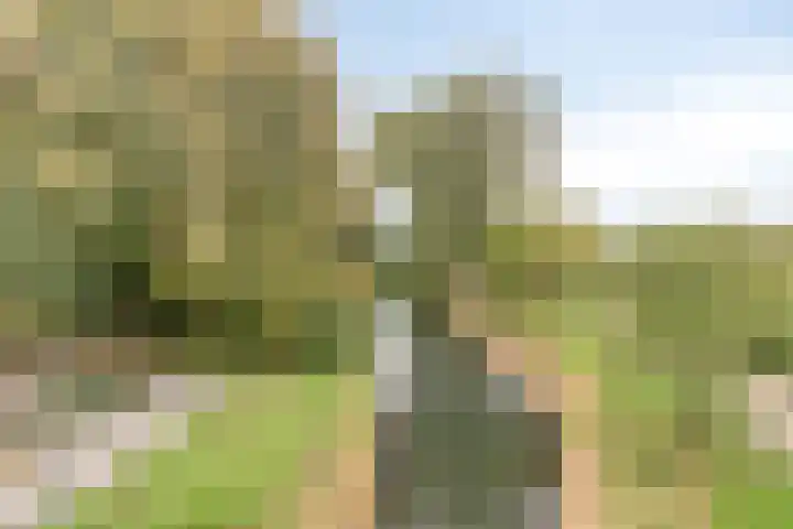 Dennenpad 10 Klundert thumbnail 34