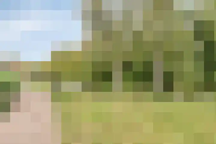 Dennenpad 10 Klundert thumbnail 5