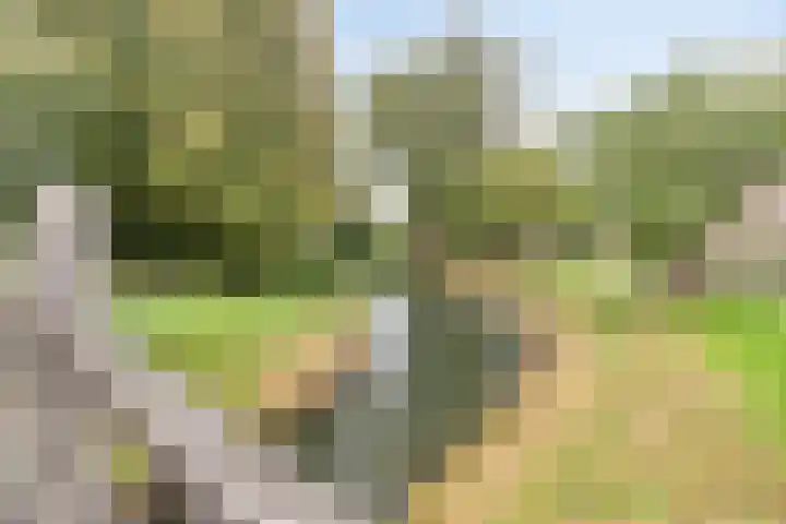 Dennenpad 10 Klundert thumbnail 6