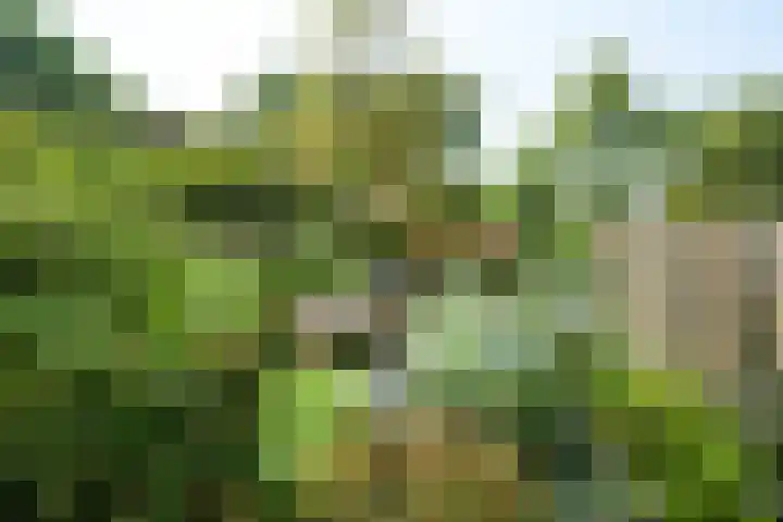 Dennenstraat 23 Ridderkerk thumbnail 39