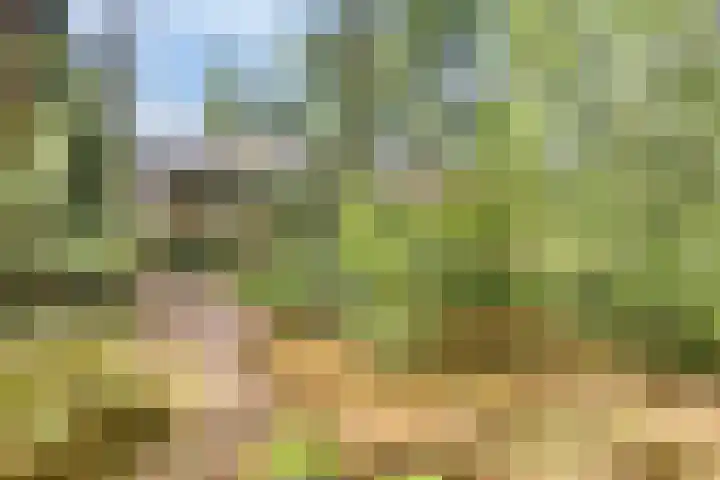 Dennenweg 16 Vaassen thumbnail 42
