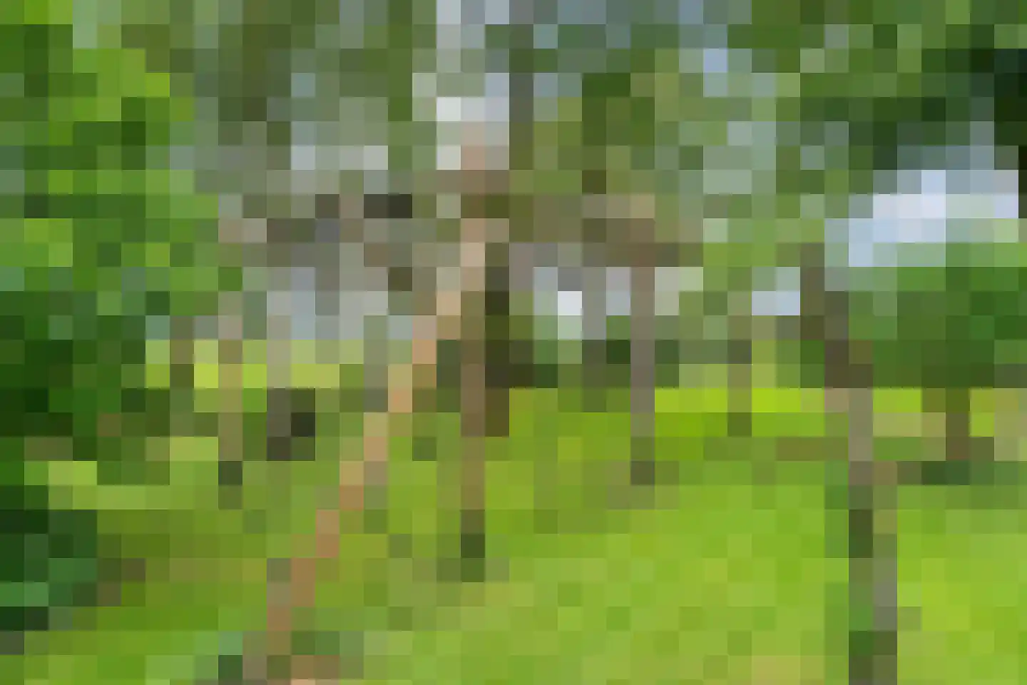 Dennenweg 2 Linde thumbnail 66