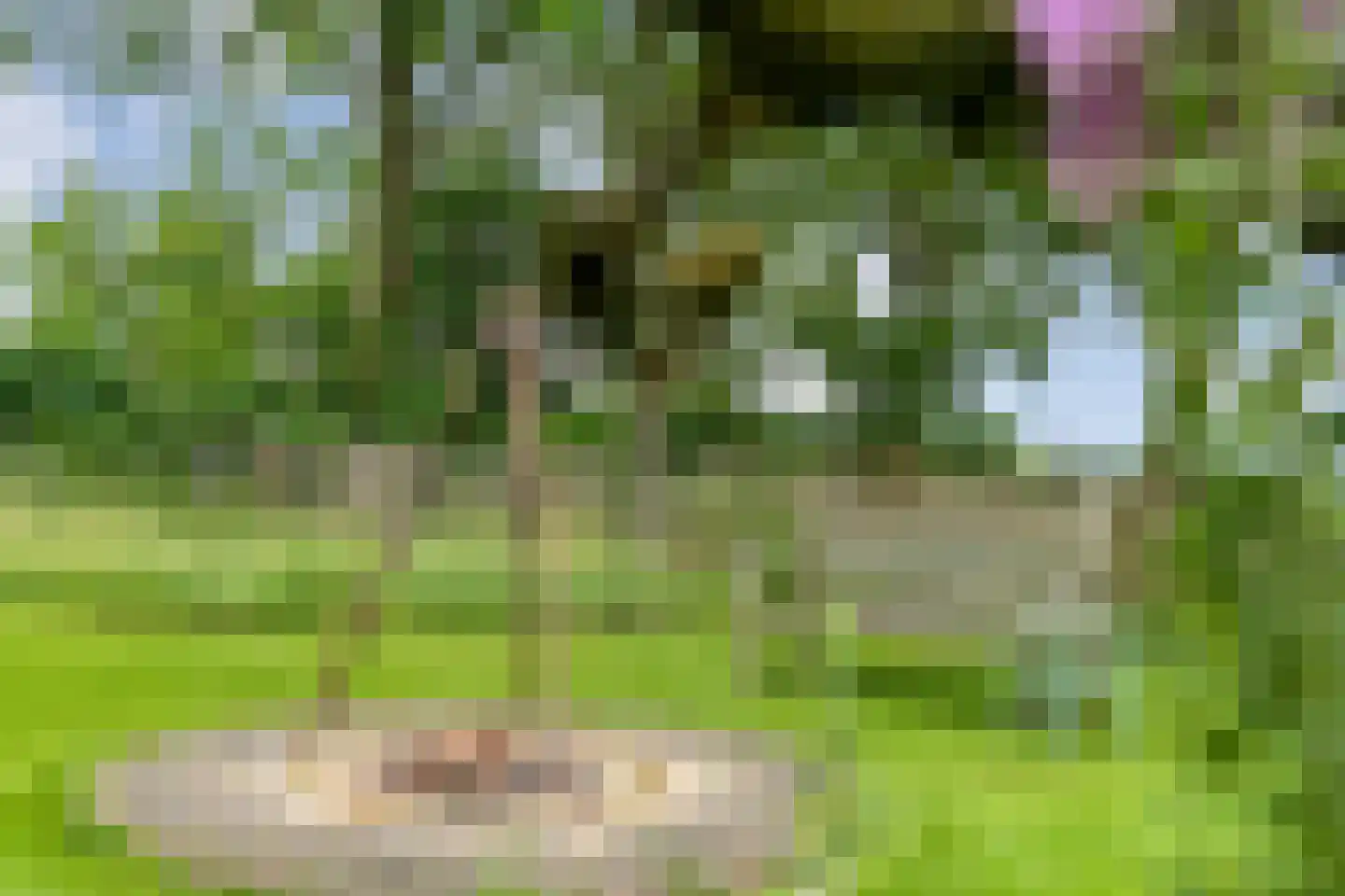 Dennenweg 2 Linde thumbnail 73