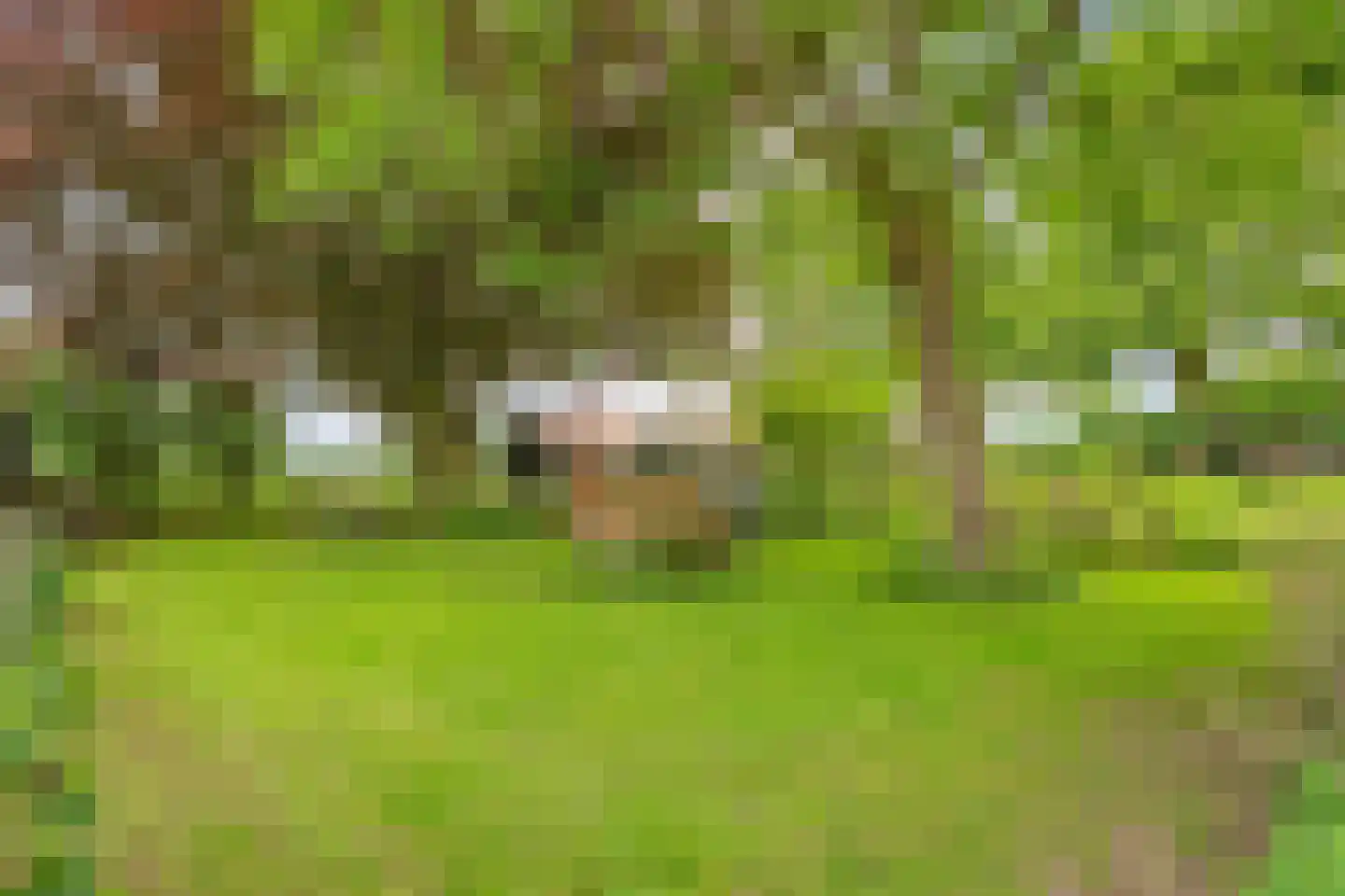 Dennenweg 2 Linde thumbnail 8