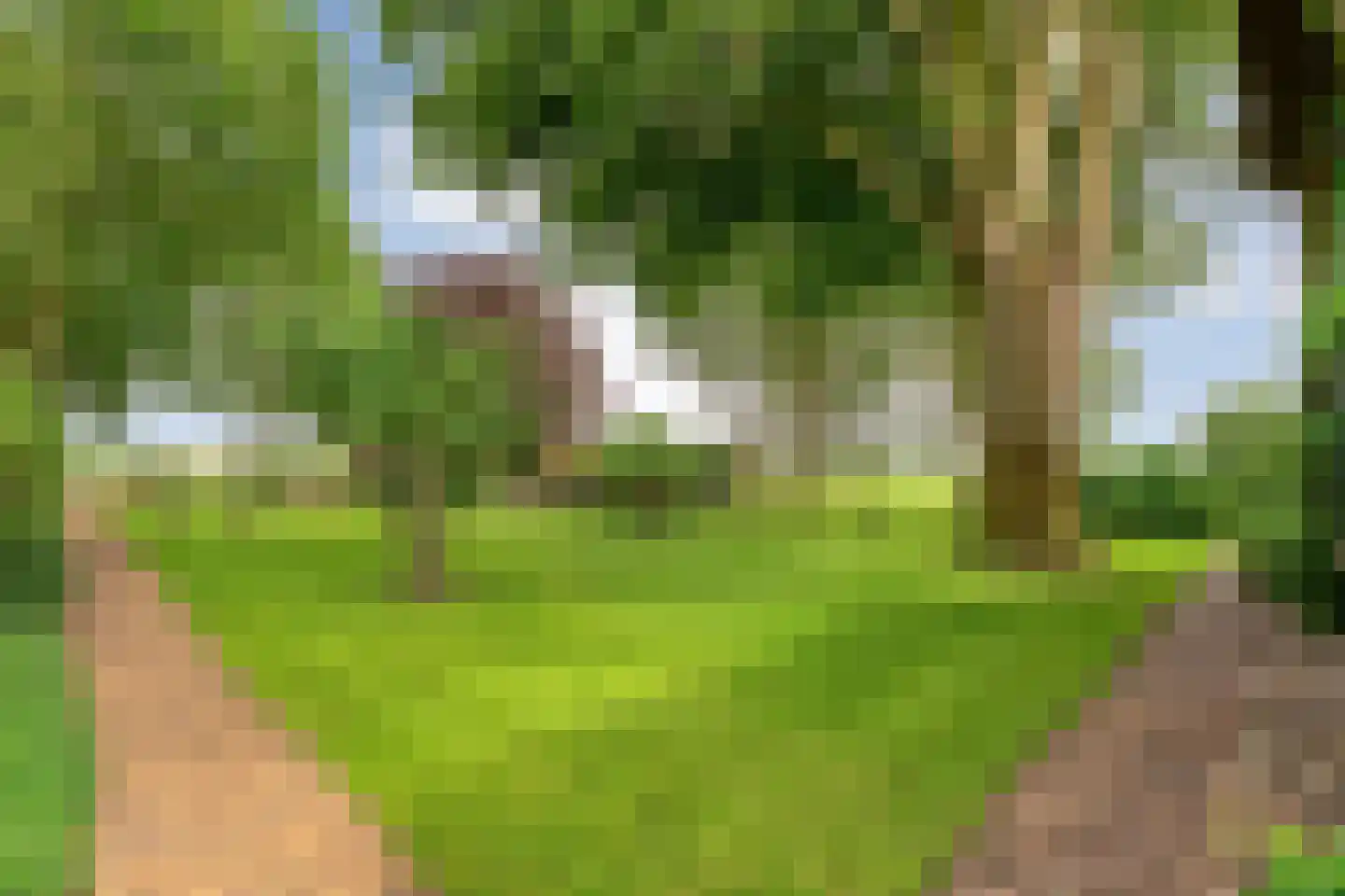 Dennenweg 2 Linde thumbnail 9