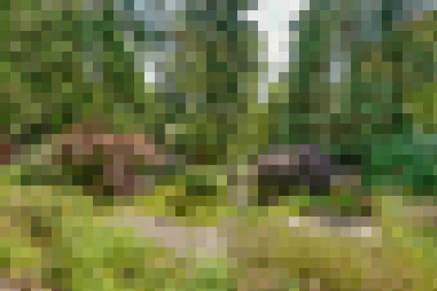 Dennenweg 22 Bosch en Duin thumbnail 45