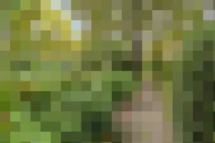 Dennenweg 5 Berghem thumbnail 54