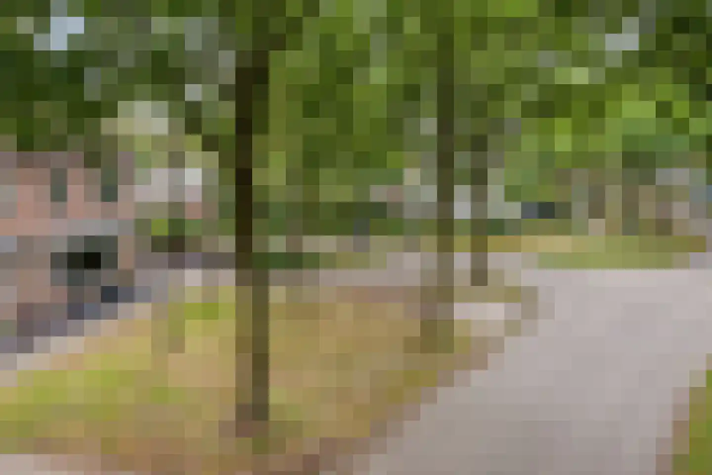 Dennerode 22 Helmond thumbnail 9
