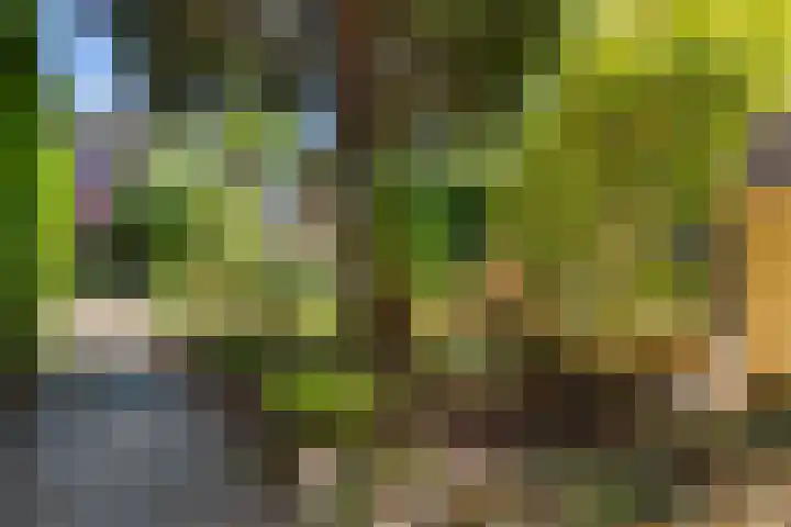 Derde Buitenpepers 10 's-Hertogenbosch thumbnail 37