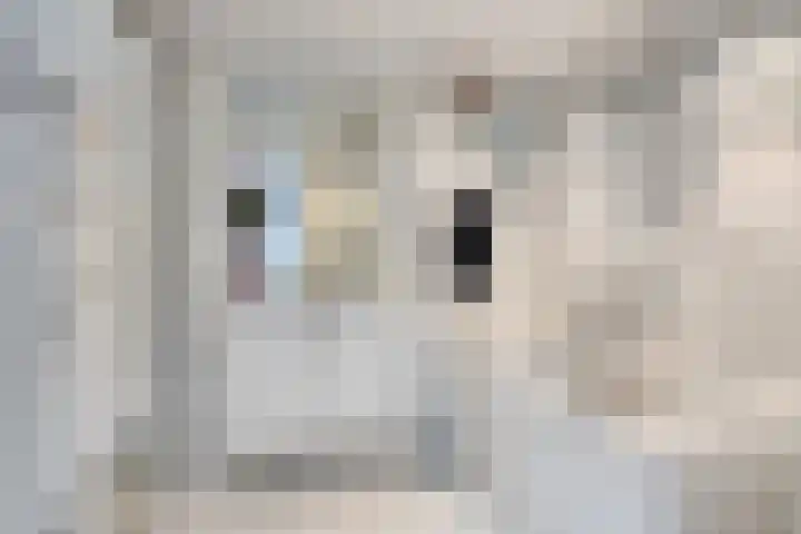 Derde Rompert 122 's-Hertogenbosch thumbnail 5