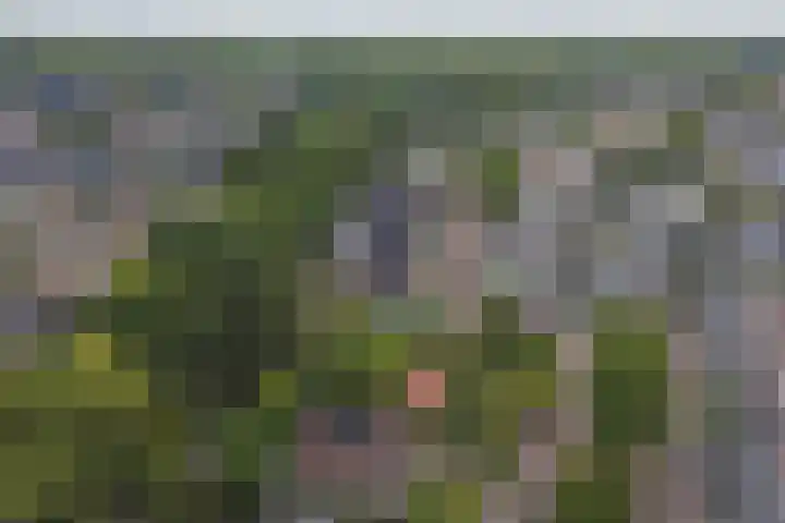 Derde Zeine 17 Waalwijk thumbnail 54