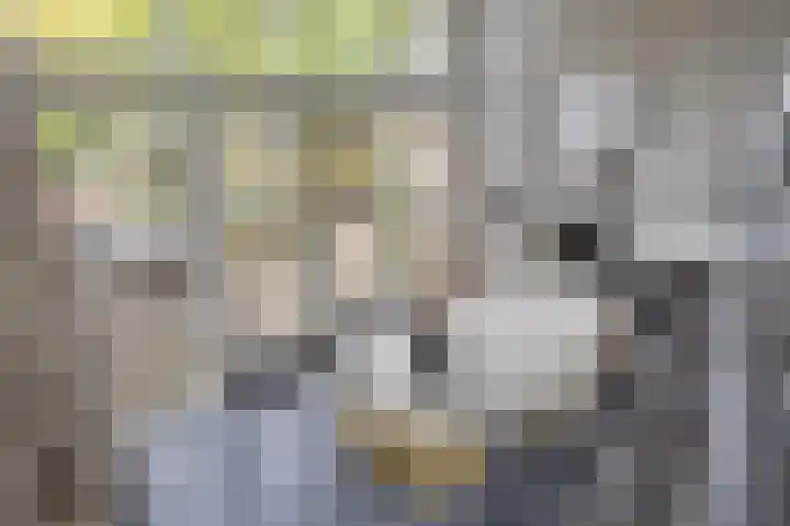 Dertien Loten 55 's-Hertogenbosch thumbnail 8