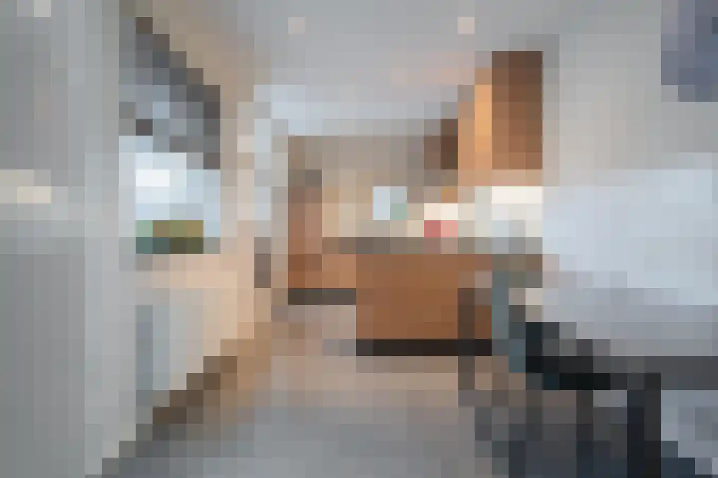 Desiree Geeraertstraat 14 Baarle-Nassau thumbnail 12