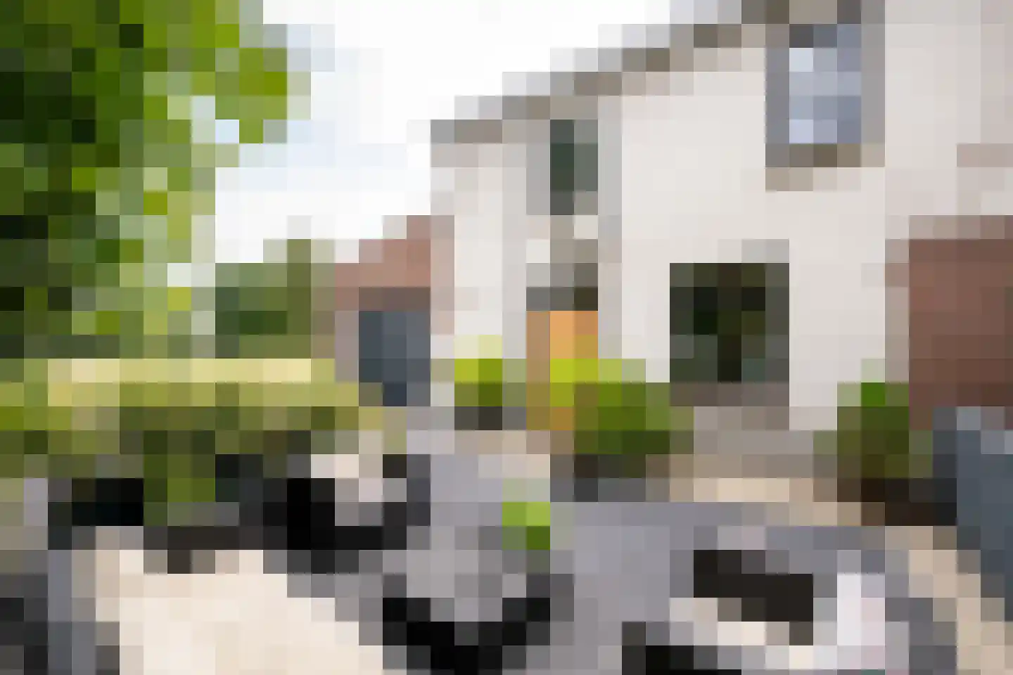Deursenseweg 1 A Berghem thumbnail 5