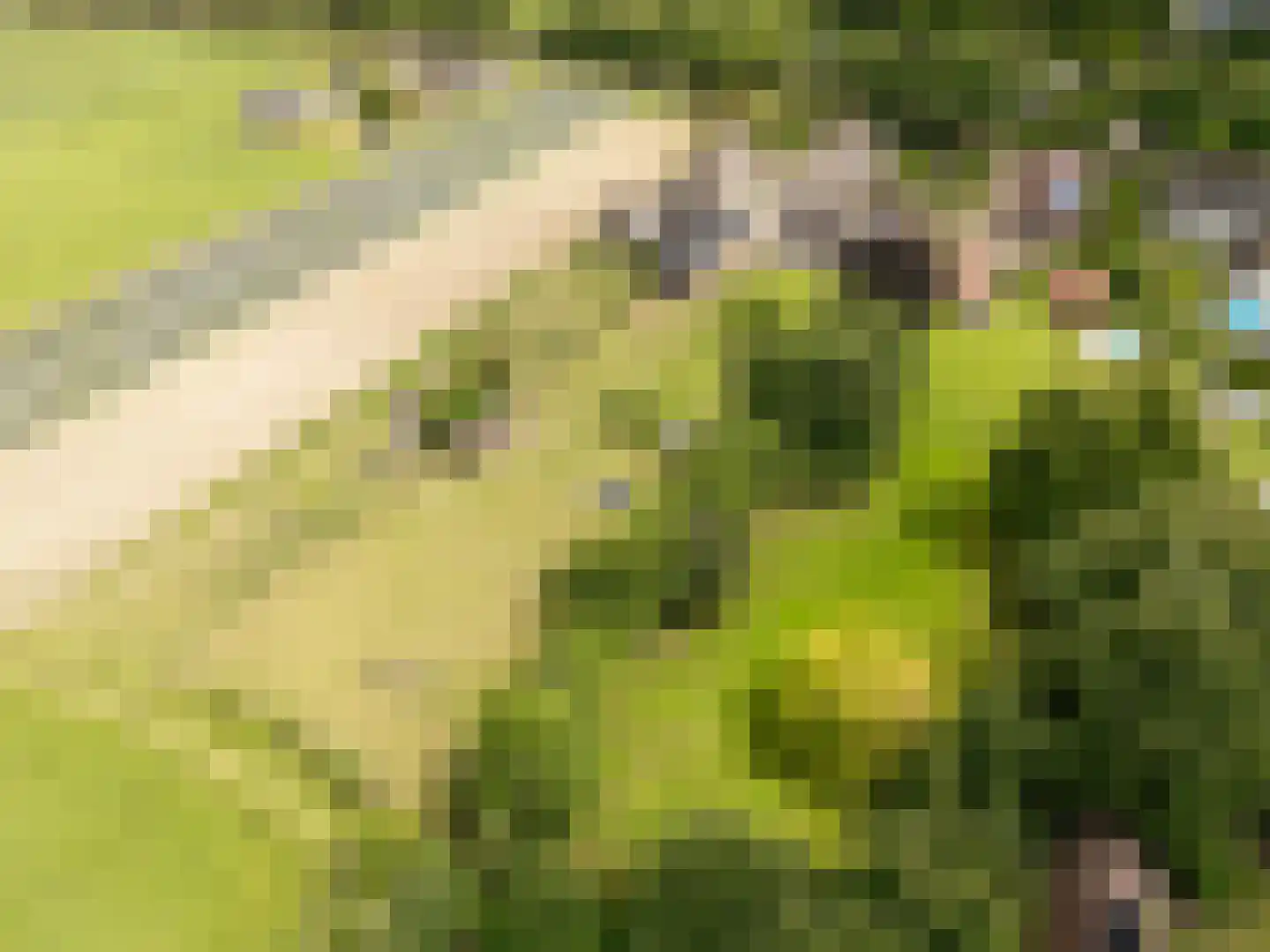Deursenseweg 13 Berghem thumbnail 33